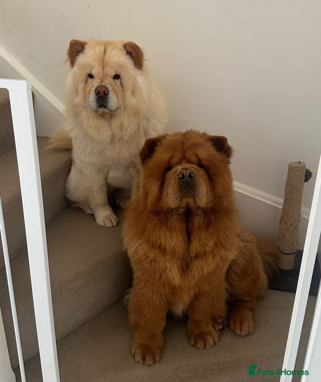 Chow Chow dogs for sale: ONE GIRL LEFT! Adorable Chow Chow Cubs 🐻  - Image 14