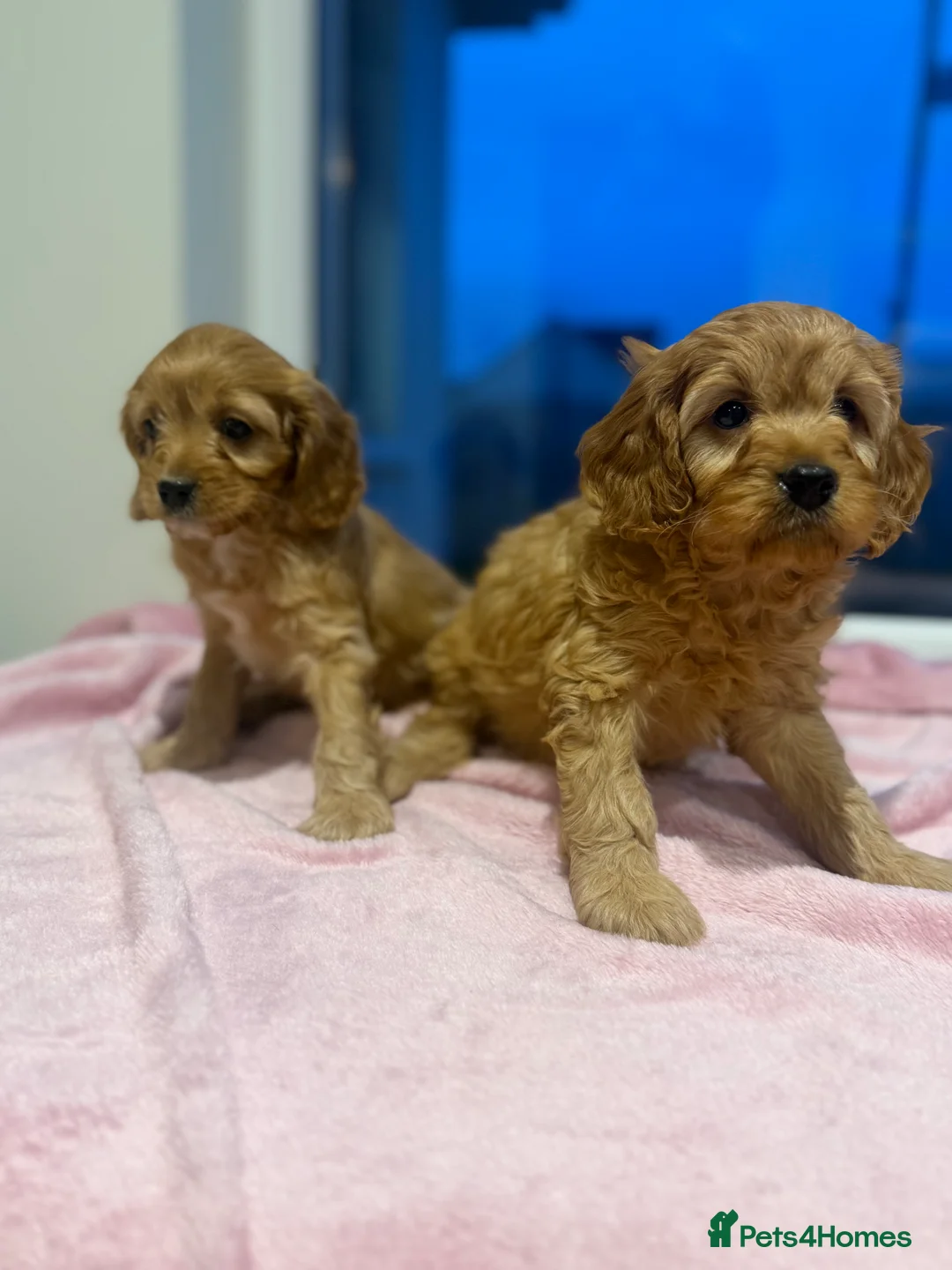 Cavapoo dogs for sale: Cavapoo puppies  in Cookstown - Advert 4