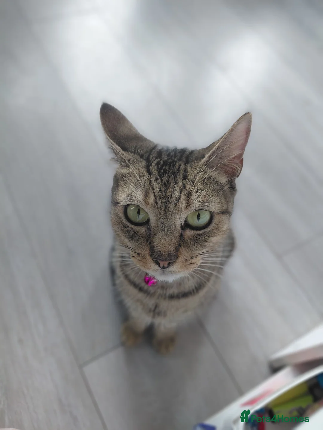 Bengal cats for sale: Kittens for sale in Southampton - Advert 7