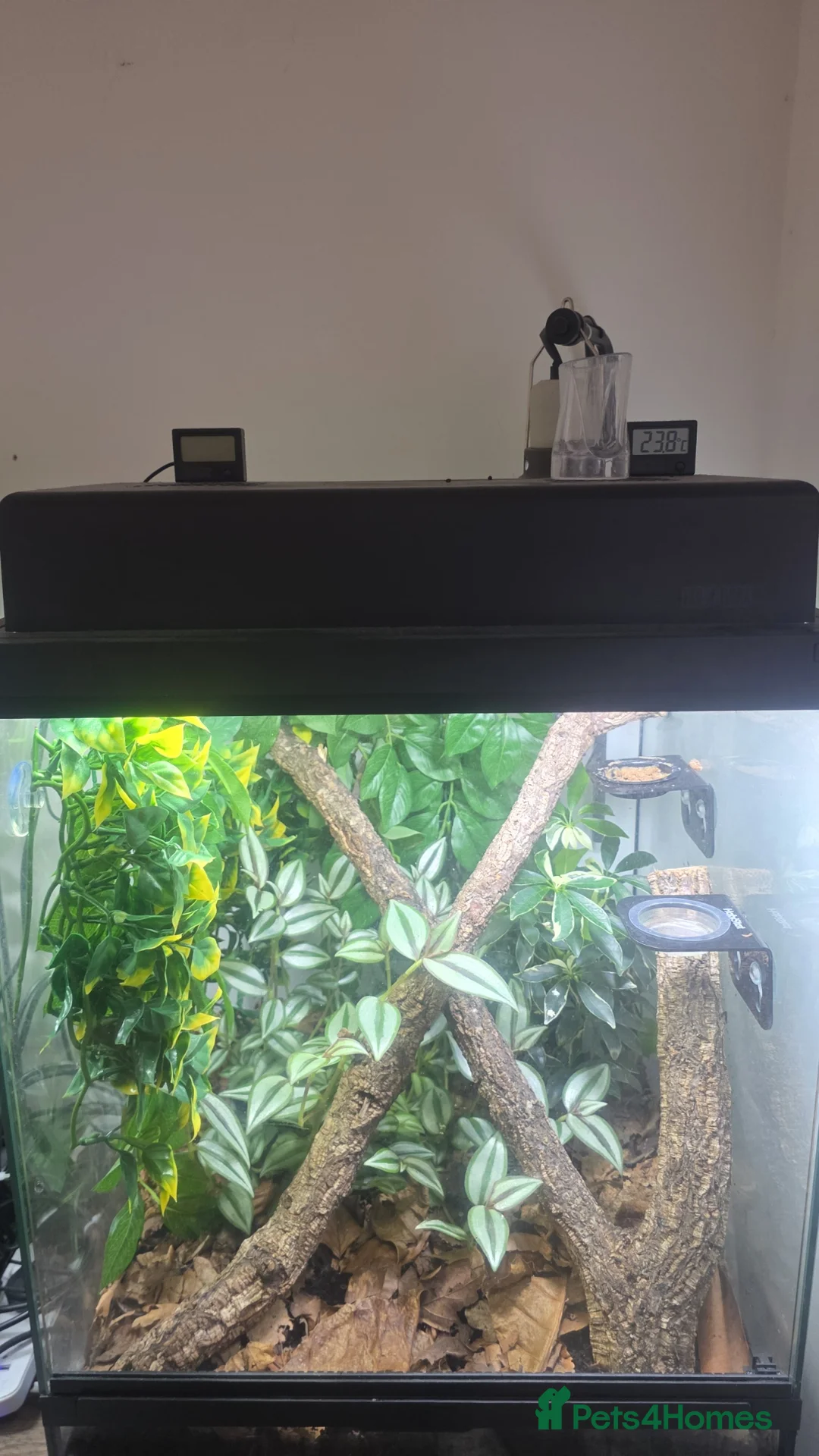 Gecko reptiles for sale: Red lilly white female with full setup in Paignton - Advert 7