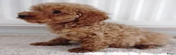 Cavapoo dogs for sale: F1 Cavapoo Puppies  - Advert 13