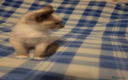 Snowshoe cats for sale: Rare Pedigree Snowshoe Kittens  - Image 22