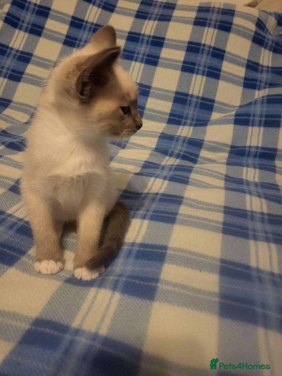 Snowshoe cats for sale: Rare Pedigree Snowshoe Kittens  - Image 22