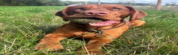 Cockerdor dogs for sale: FOX RED COCKERDOR PUPS ONE BOY LEFT - Advert 9