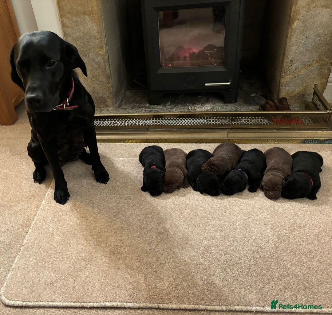 Labrador Retriever dogs for sale: Labrador Puppies – Black & Chocolate  - Advert 2