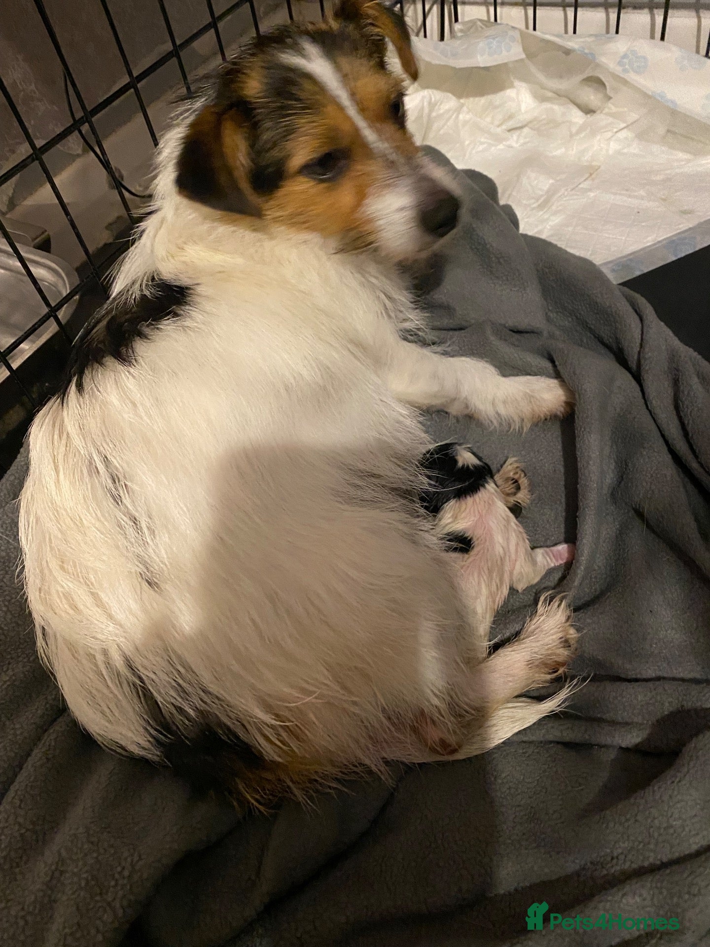 Jack Russell dogs Miniature jack Russell pups  - Advert 5