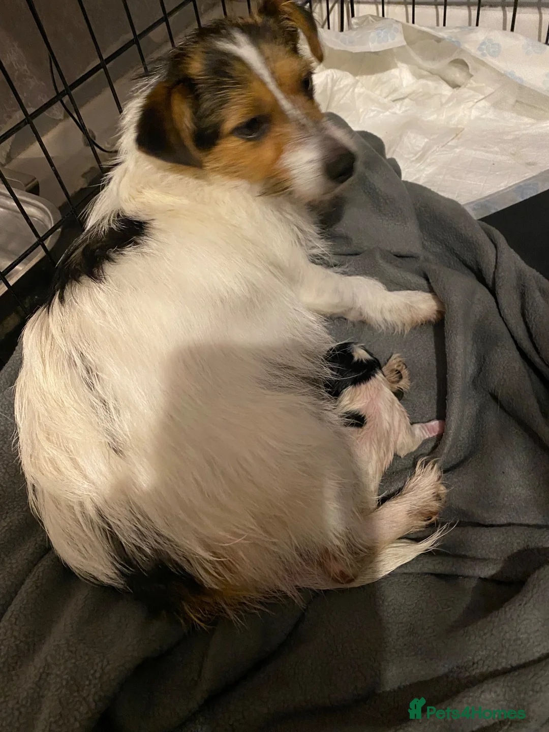Jack Russell dogs for sale: Miniature jack Russell pups  - Advert 1