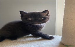 British Shorthair cats for sale: Beautiful Dark Brown Girl British Shorthair Kitten - Image 1