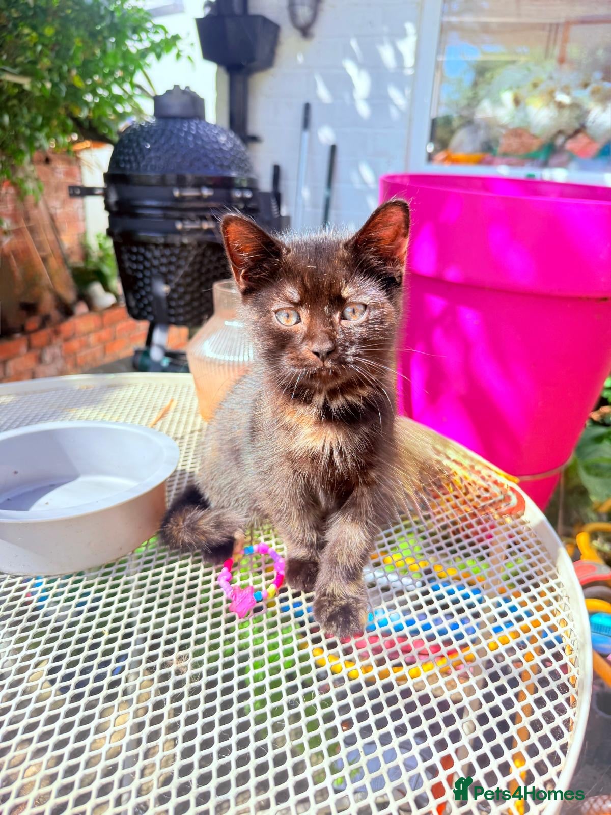British Shorthair cats Last Girl Ready To Go! BSH x Persian Chinchilla - Advert 1