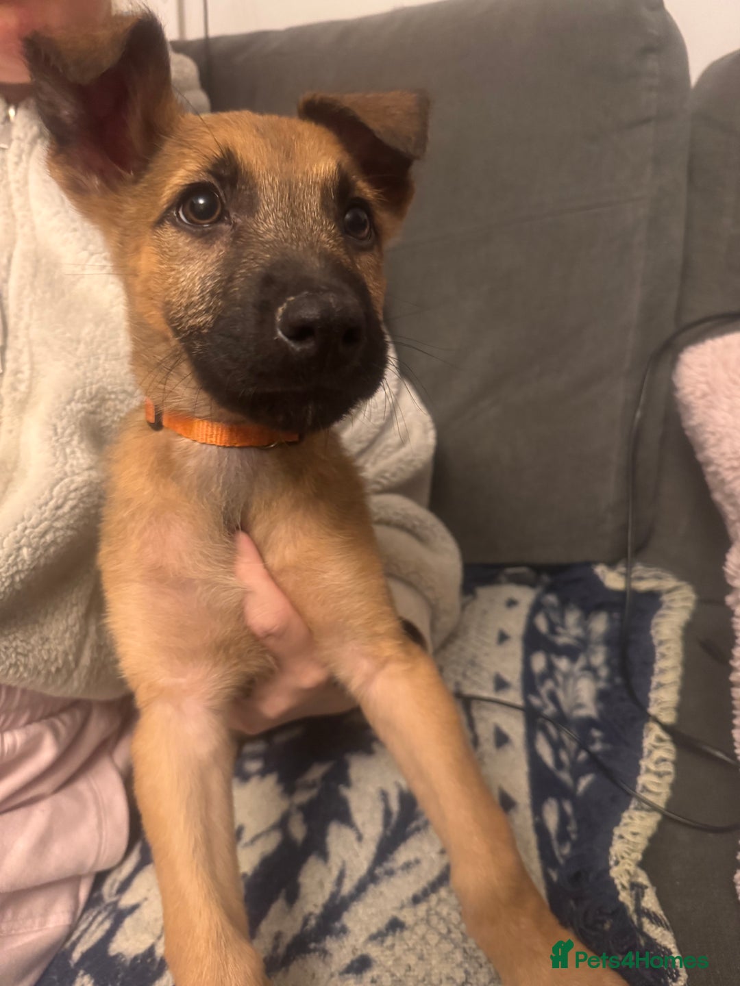 Mixed Breed dogs for sale: German Sheperd cross Lurcher Puppies - Image 27