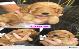 Cockapoo dogs for sale: Stunning F1 cockapoo puppies  - Image 6