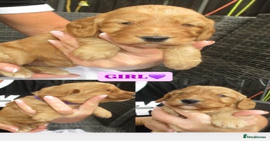 Cockapoo dogs - Advert 7