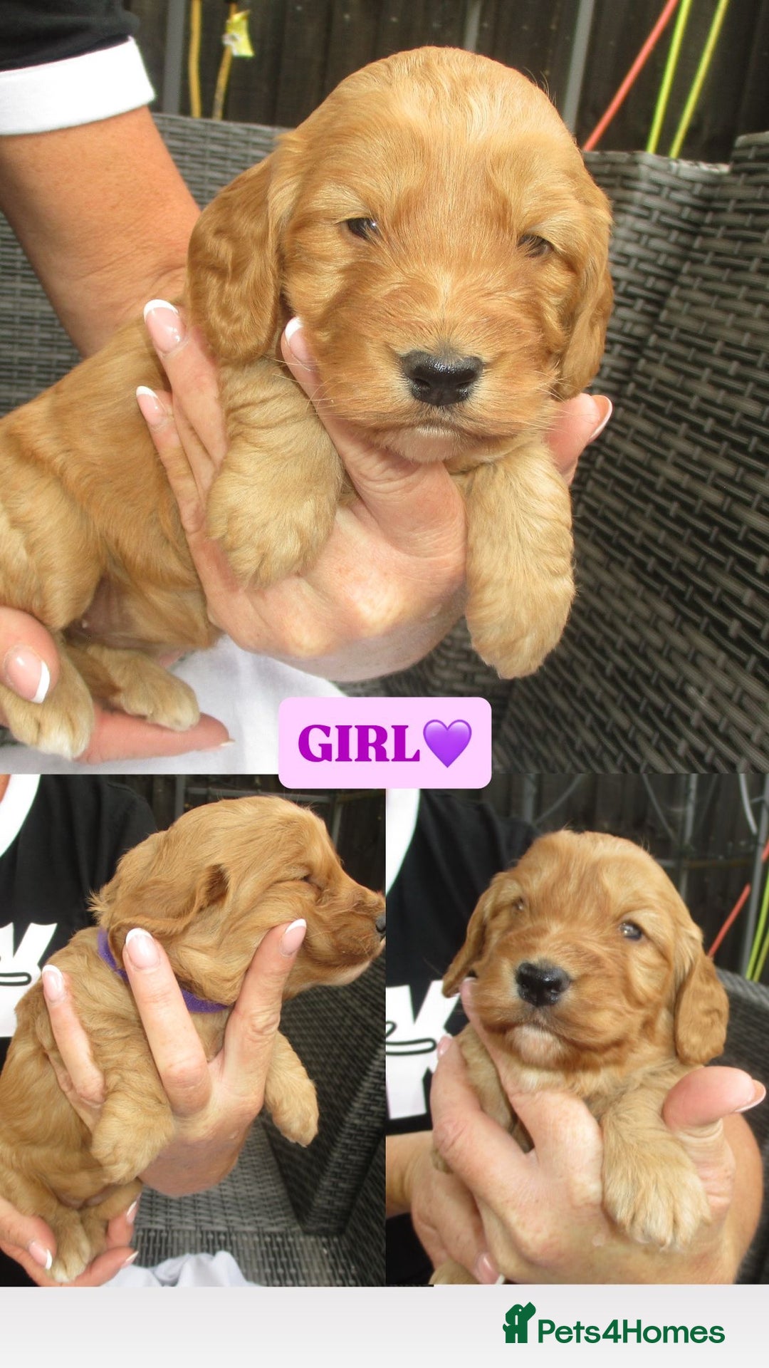 Cockapoo dogs for sale: Stunning F1 cockapoo puppies  - Image 6