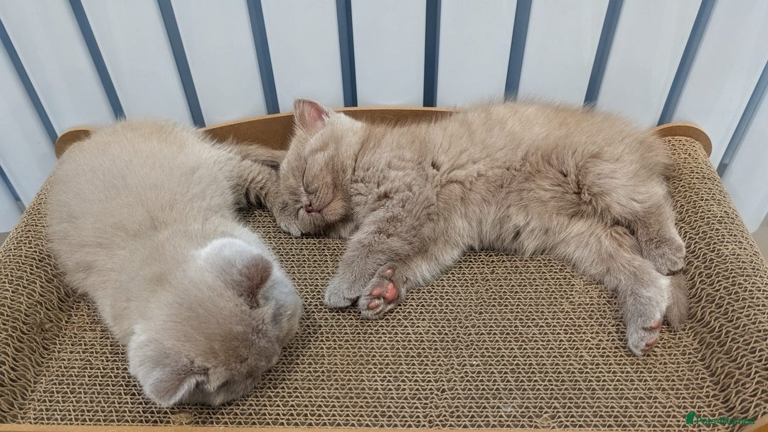 British Shorthair cats for sale: Gorgeous British Shorthair Kittens Teddy Bear Type - Advert 3