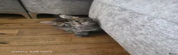 Maine Coon cats for sale: Ready now adorable maine coon Kittens 4bs & 1g - Advert 27