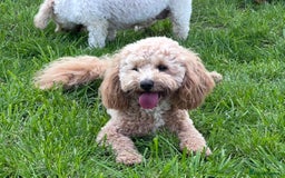Poochon dogs for sale: ✨ Gorgeous Red & Apricot Poochon Puppies ✨ - Image 11