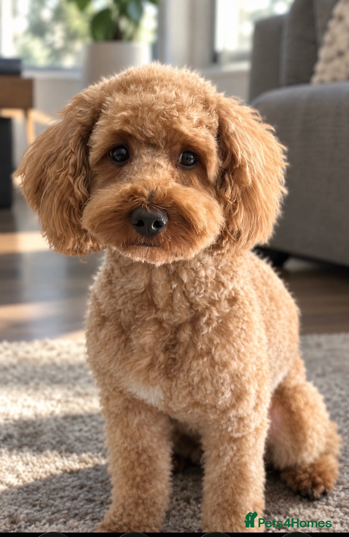 Cockapoo dogs Cockapoo male for stud - Advert 4