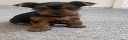 Yorkshire Terrier dogs for sale: 3 female Yorkies.Dad KC registered,Mum pedigree - Advert 10