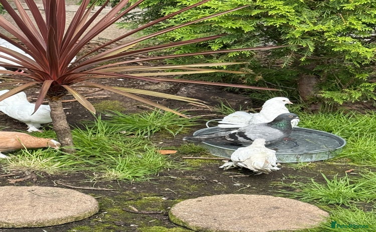 Doves birds - Advert 6