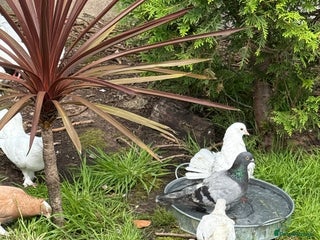 Doves birds - Advert 2