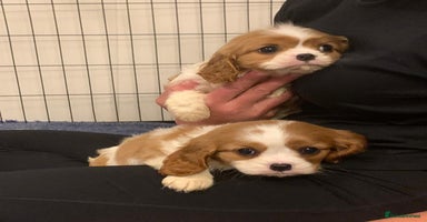 Cavalier King Charles Spaniel dogs - Advert 6