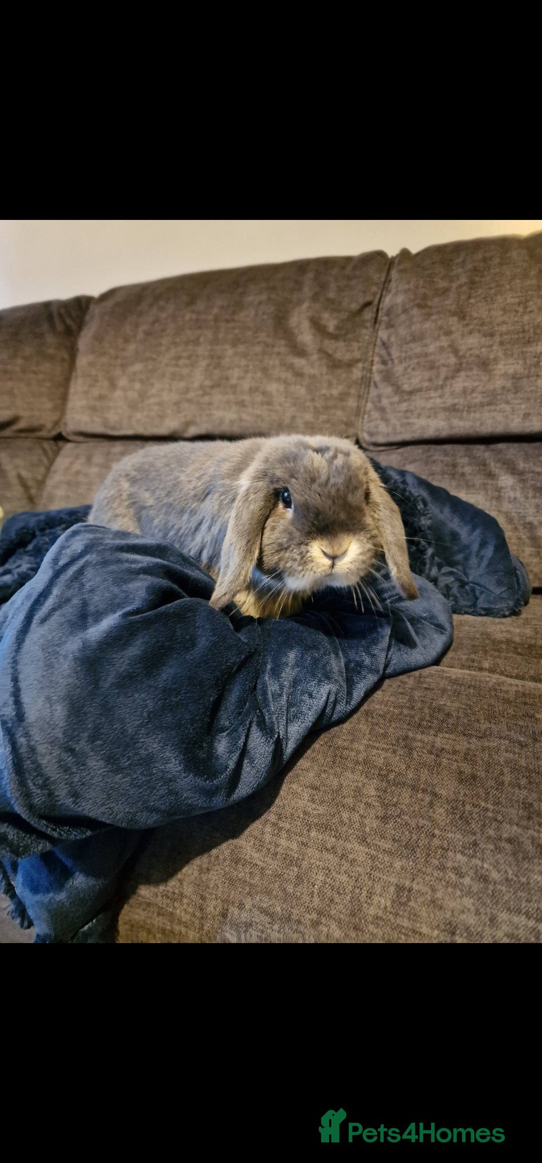 Mini Lop rabbits 1.5 year old otter male bunny  - Advert 1