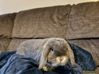 Mini Lop rabbits 1.5 year old otter male bunny - Advert 1