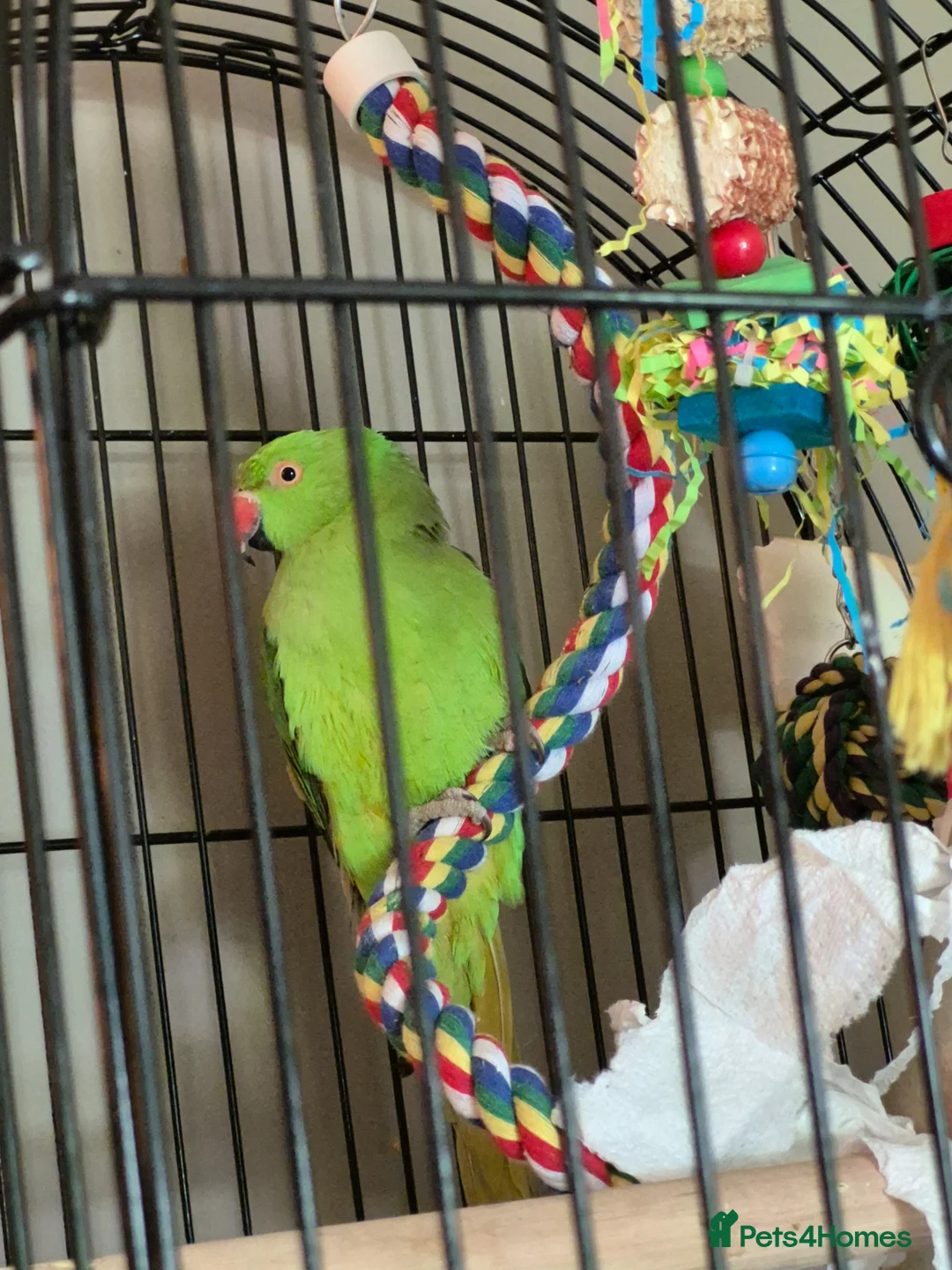 Parakeets birds for sale: Indian ringneck parrot  - Advert 1