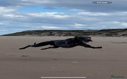 Whippet dogs for stud: Whippet for stud  in Elgin - Image 1