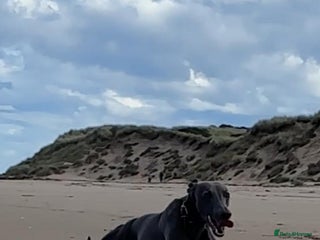 Whippet dogs in Elgin - Advert 27