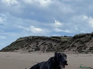 Whippet dogs Whippet for stud in Elgin - Advert 15