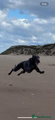 Whippet dogs in Elgin - Advert 1