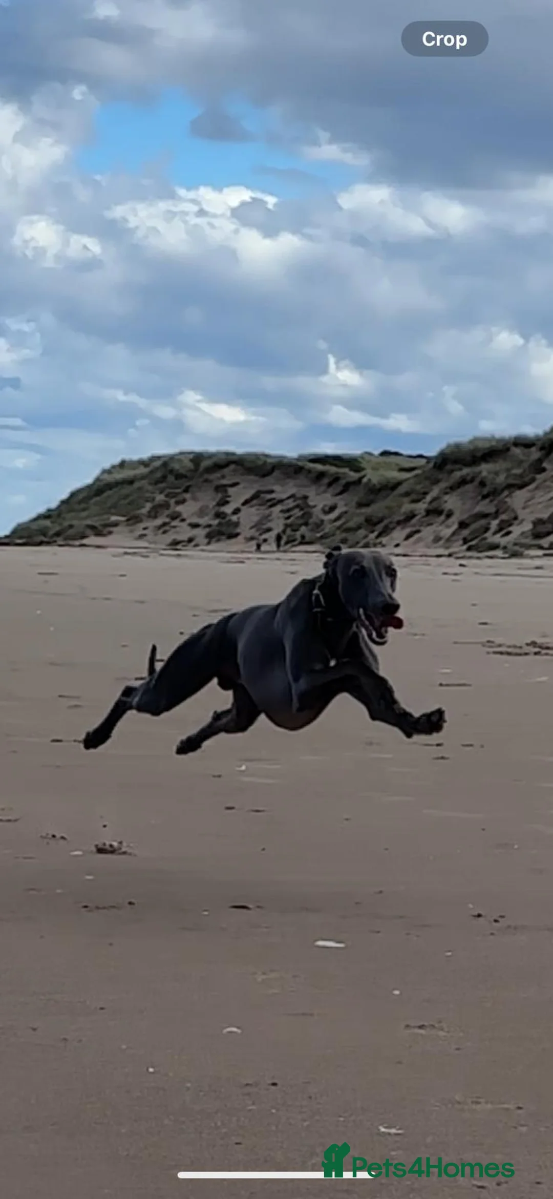 Whippet dogs for stud: Whippet for stud  in Elgin - Advert 1