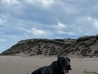 Whippet dogs Whippet for stud in Elgin - Advert 24