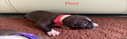 Staffordshire Bull Terrier dogs for sale: Beautiful staffy puppies in Billingshurst - Advert 15