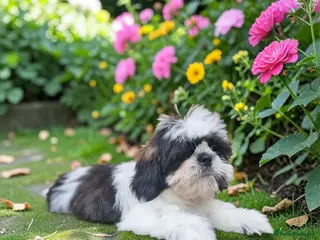 Shih Tzu dogs 💞 QUALITY STANDARD SHIH TZU 💕 - Advert 3