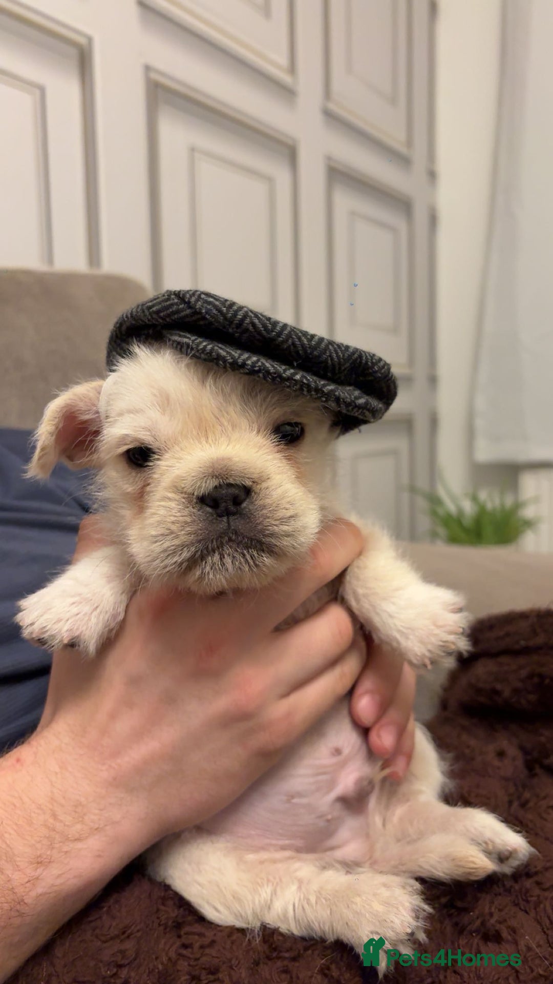 French Bulldog dogs for sale: French bulldog puppy  - Advert 1