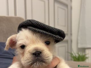 French Bulldog dogs French bulldog puppy - Advert 1