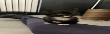 Mixed Breed Kitten 4
