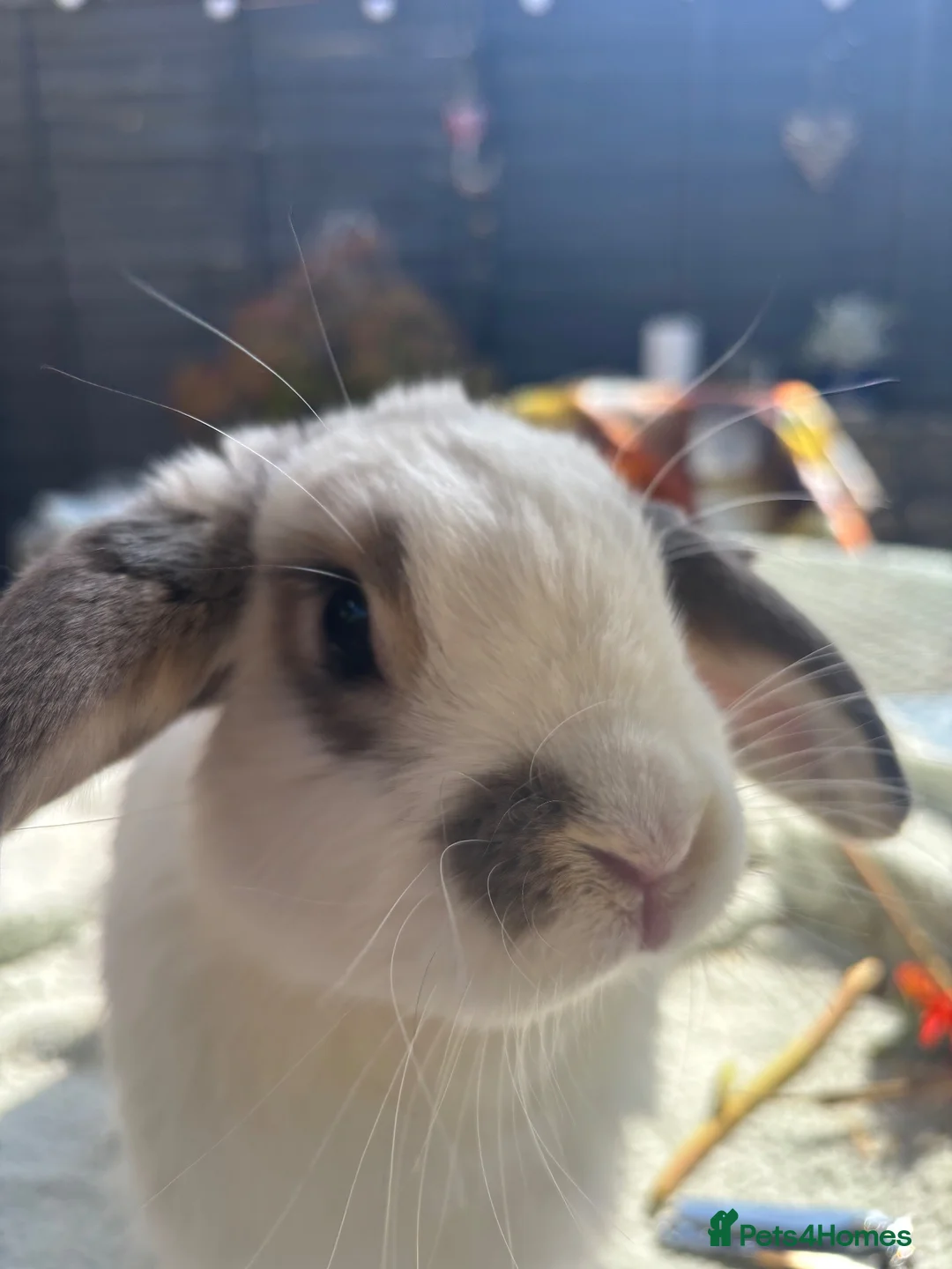 Lionhead rabbits for sale: Lion head rabbit  - Advert 2