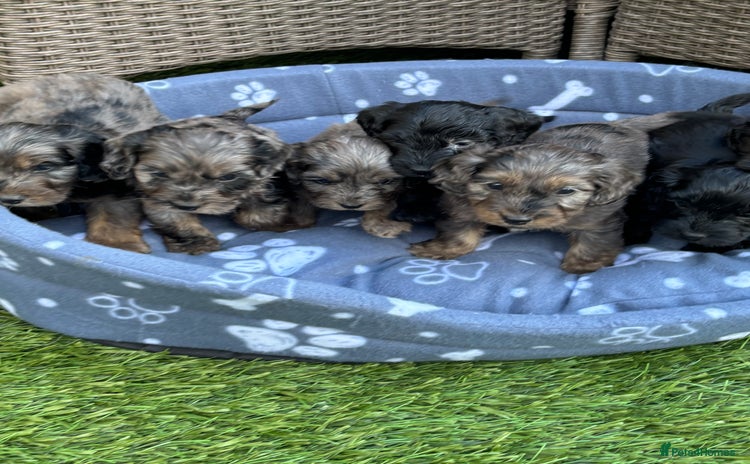 Cockapoo dogs - Advert 1
