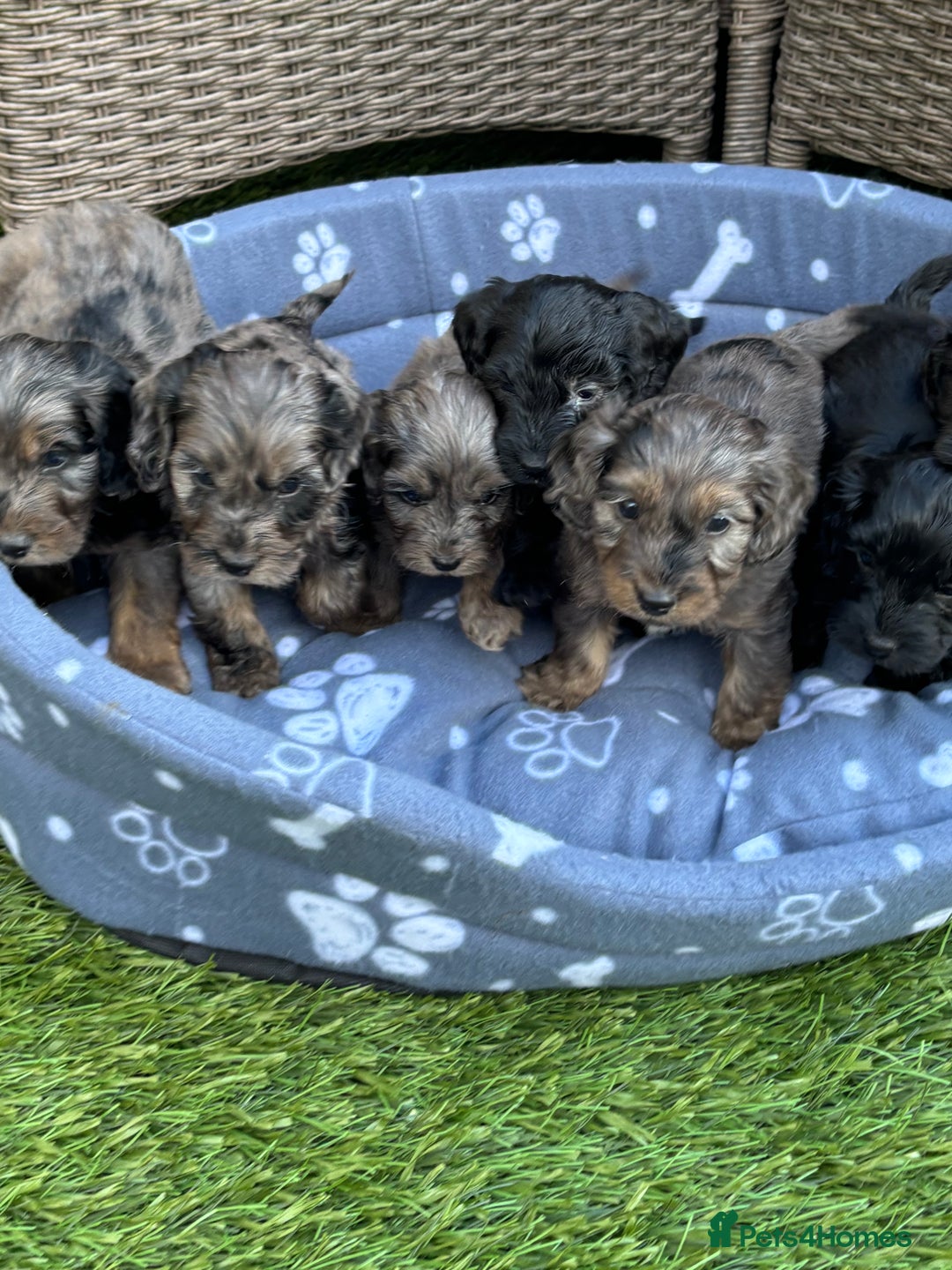 Cockapoo dogs for sale: Gorgeous cockapoo puppies - Image 34