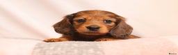 Miniature Dachshund dogs for stud: Silver dapple miniature longhaired dachshund stud in Stowmarket - Advert 17