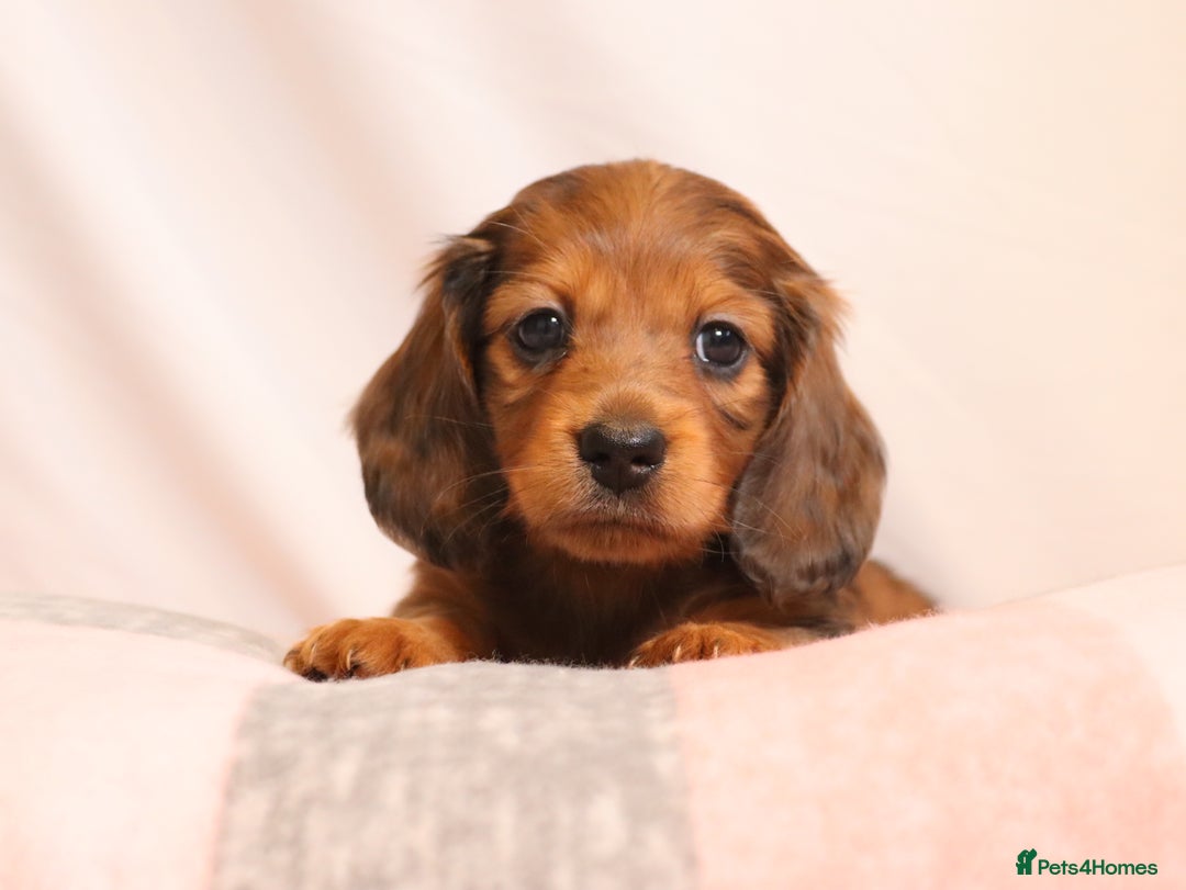 Miniature Dachshund dogs for stud: Silver dapple miniature longhaired dachshund stud in Stowmarket - Advert 17