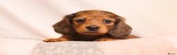 Miniature Dachshund dogs for stud: Silver dapple miniature longhaired dachshund stud in Stowmarket - Advert 17