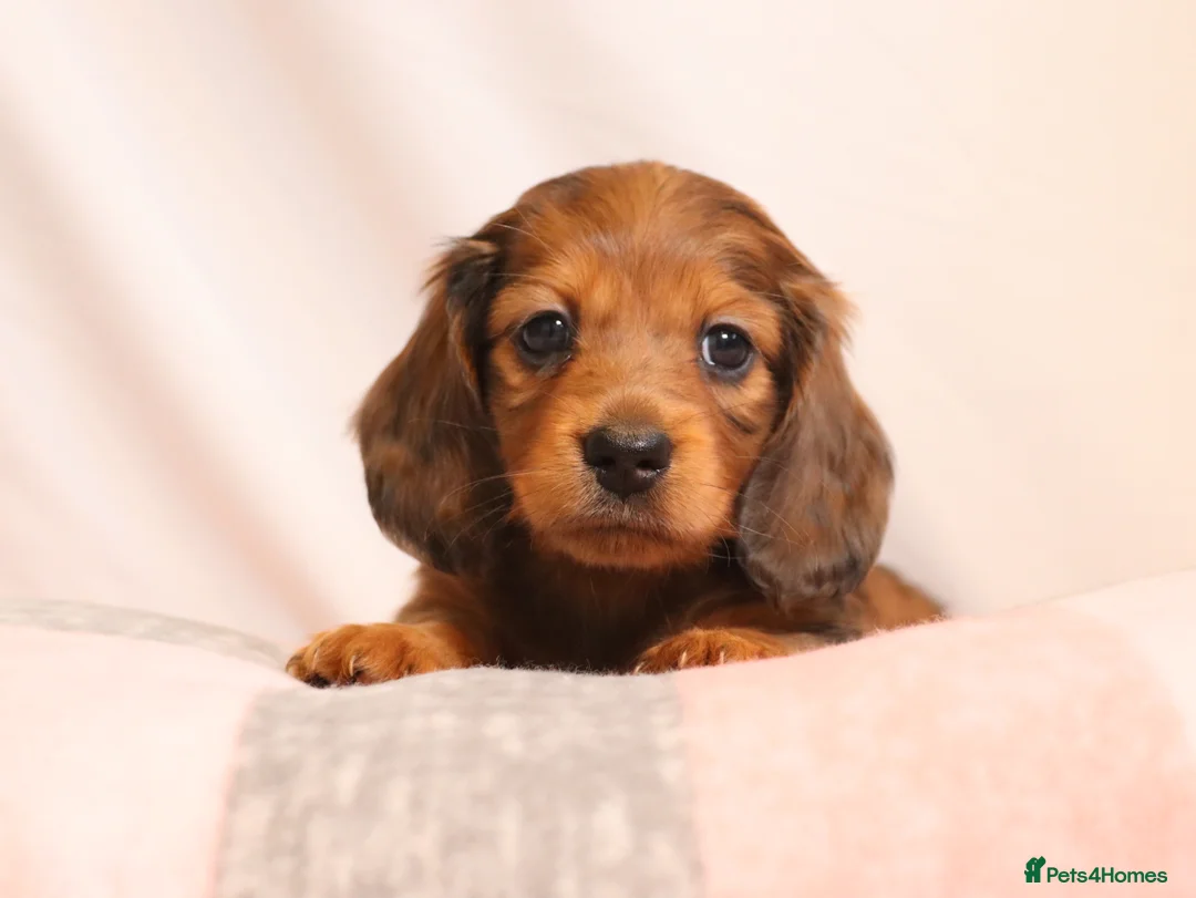 Miniature Dachshund dogs for stud: Silver dapple miniature longhaired dachshund stud in Stowmarket - Advert 17