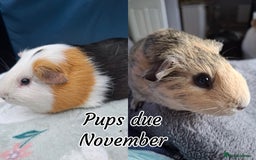 Guinea Pig rodents for sale: White Cali Baby Boars  - Advert 3