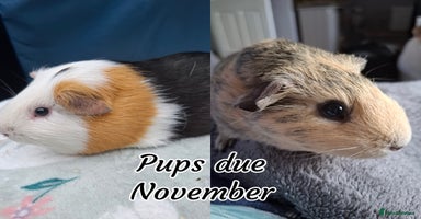 Guinea Pig rodents White Cali Baby Boars  - Advert 10