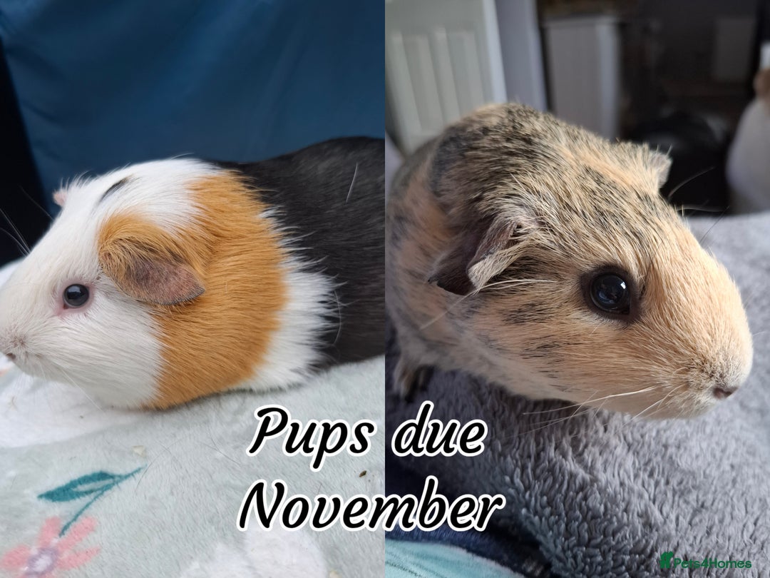 Guinea Pig rodents for sale: White Cali Baby Boars  - Advert 3