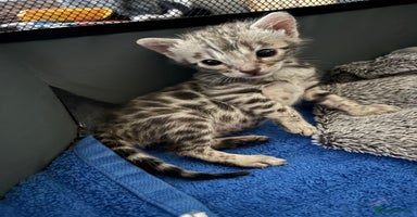 Bengal cats - Advert 3